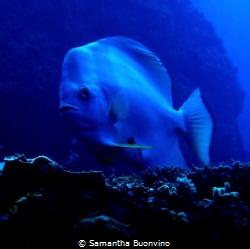 Watchful batfish in its beauty! by Samantha Buonvino 
